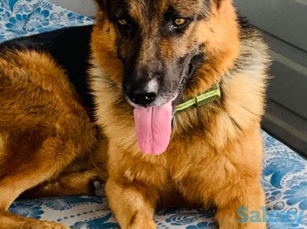 Породистые щенки немецкой овчарки, фотография 9