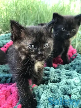 Котята вислоухие, фотография 4