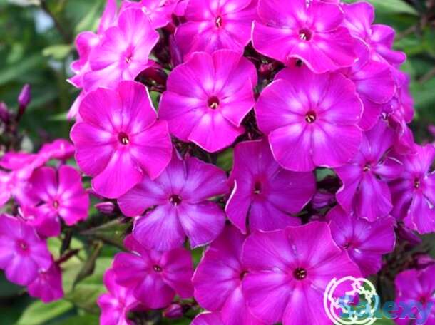 Флокс метельчатый Ханна, фотография 1