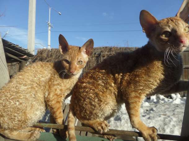 котята породы корниш рекс., фотография 2
