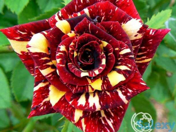 Роза абракадабра, топалович, фотография 1