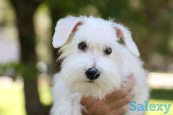 Щенки цвергшнауцера, фотография 4