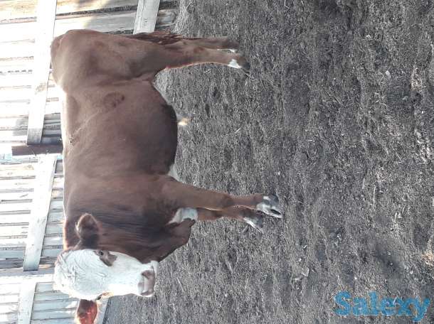 Продам бычка 1 3 комолый, фотография 1