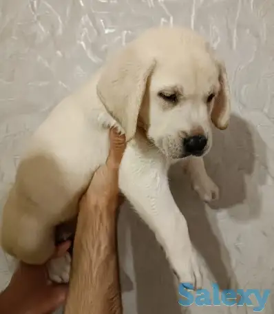 Продаются щенки Лабрадор ретривер, фотография 2