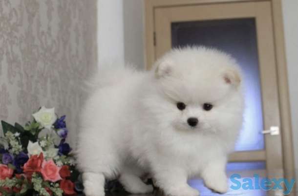 В продаже щенки померашки, фотография 1