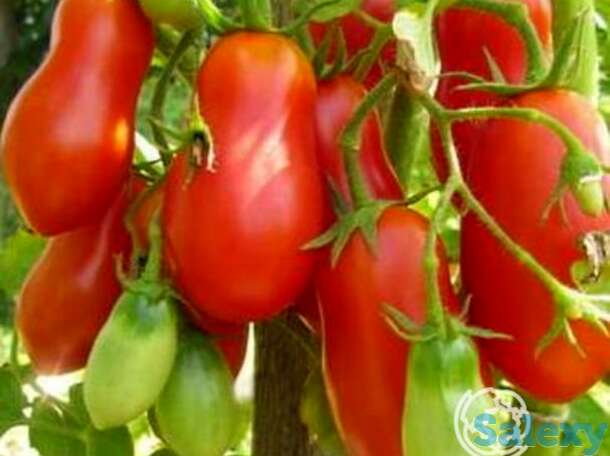 Семена Томат Засолочный деликатес 20шт, фотография 1