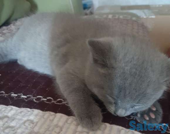 Котята британцы, фотография 2