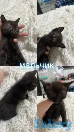 Отдам котят, фотография 5