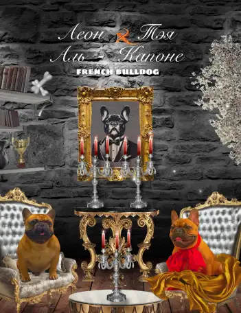 Щенок французского бульдога от чемпионов России, фотография 8