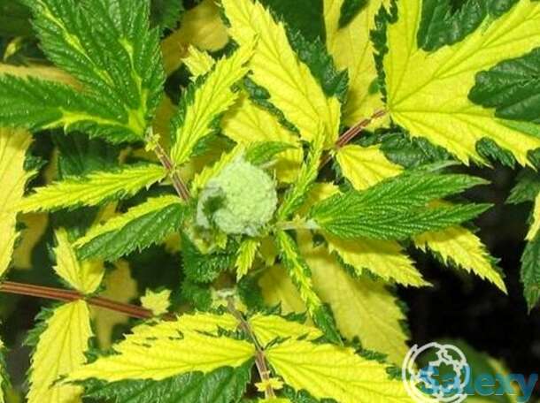 Лабазник (таволга) Вариегата, фотография 1