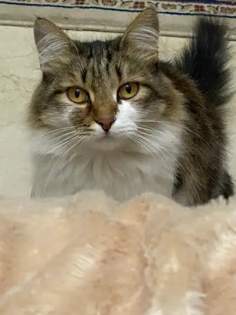 Потерялась кошечка!, фотография 1