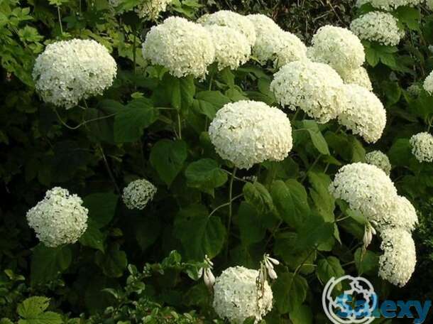Гортензия анабель, фотография 1