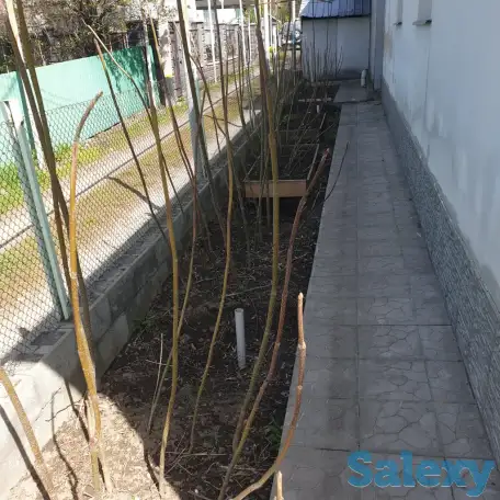 Продам саженцы Павлонии, фотография 3