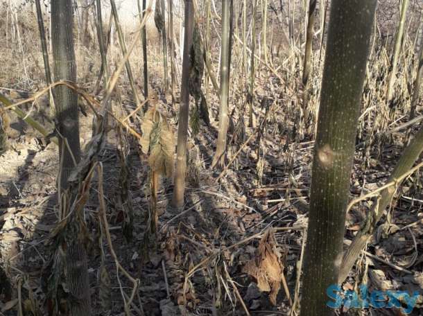 Саженцы павловнии, фотография 2