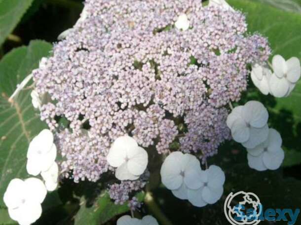 Гортензия саржента шершавая, фотография 1