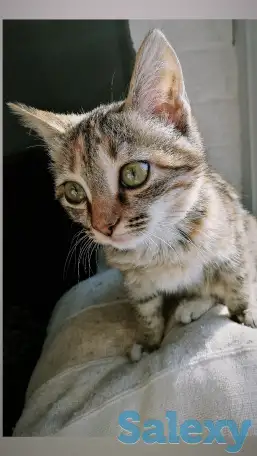 Отдам котёнка, фотография 1