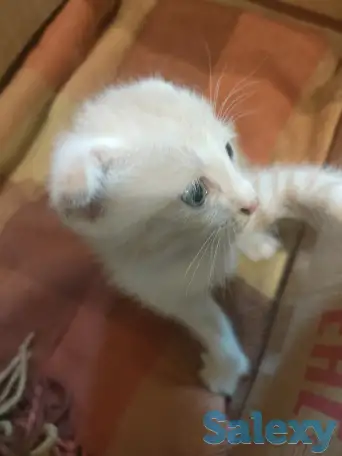 Котенок 1,5 мес, бесплатно! Мама кошка опытный крысолов!, фотография 2