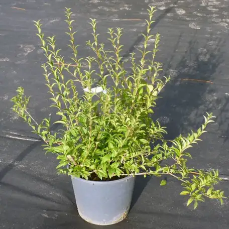 Озеленение и благоустройство территорий, фотография 1