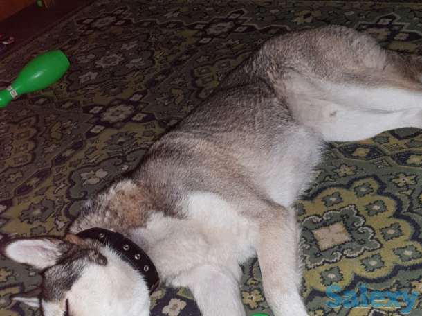 Пропала Хаска, фотография 3