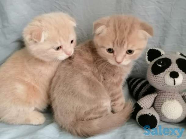 Продаю котят Скоттиш-Фолд, фотография 1