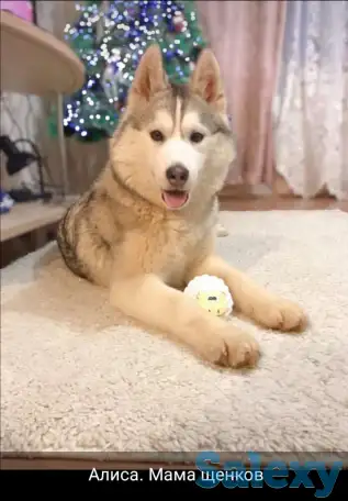 Продается щенок сибирской хаски (девочка) голубоглазая, окрас- соболинный, фотография 3