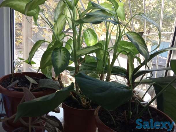 Уход за цветами, фотография 2