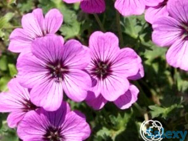 Герань садовая Сатин, фотография 1