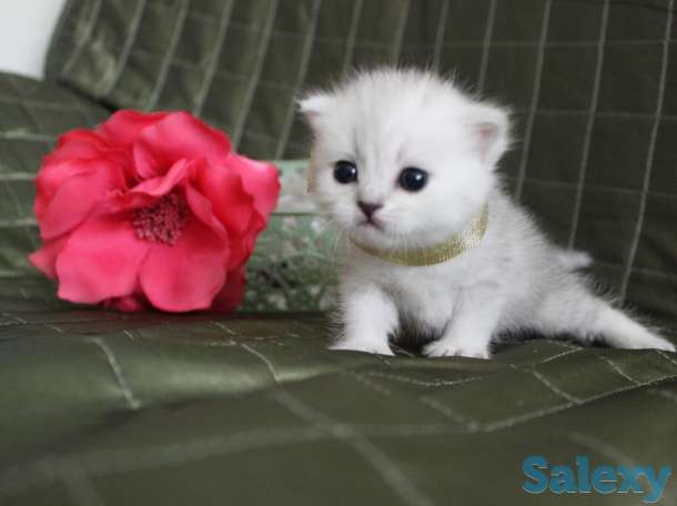 Шотландские шиншиллы, фотография 1