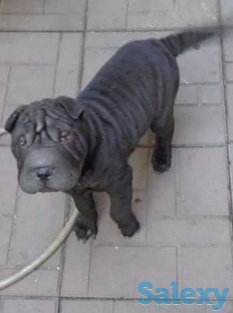 Продам щенка шарпея, фотография 1