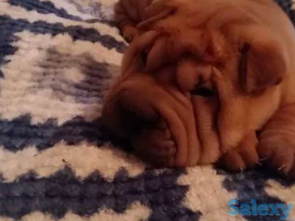 Продам щенков шарпея., фотография 1