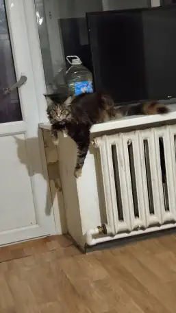 Продам кошку Мейн Кун, фотография 2