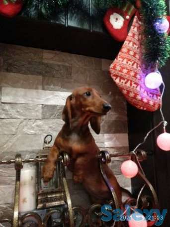 Обаятельные щеночки, фотография 1