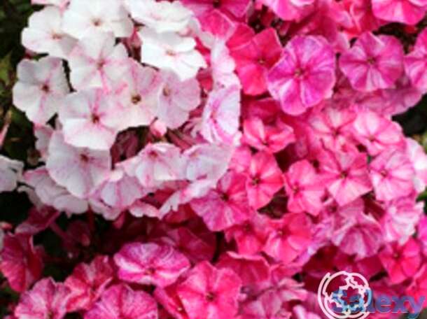 Флокс метельчатый фрикли ред шейдес, фотография 1