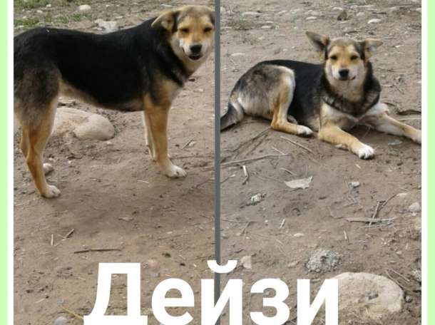 Собаки из приюта  свет надежды, фотография 7