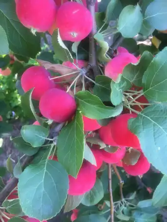 Продается дача, фотография 6