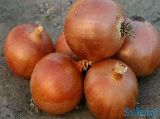 Продам лук репчатый урожай 2017, фотография 1