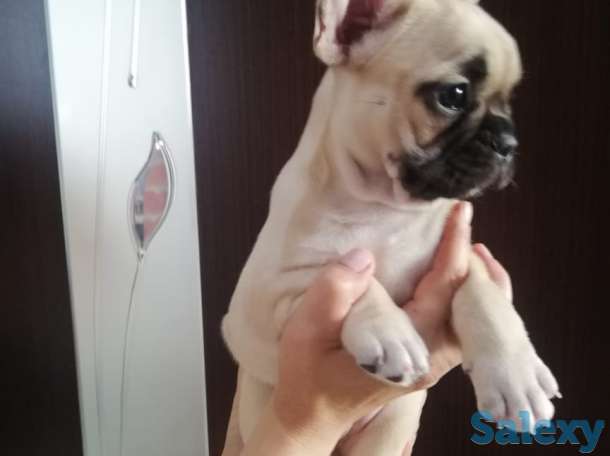 Продам щенков французского бульдога, фотография 12