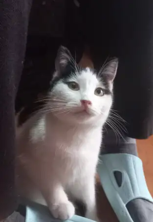 Отдам котят, фотография 2