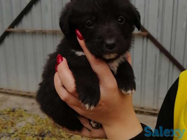 Отдам щенков, фотография 4