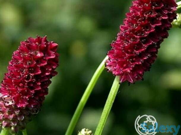 Кровохлебка Tанна, фотография 1