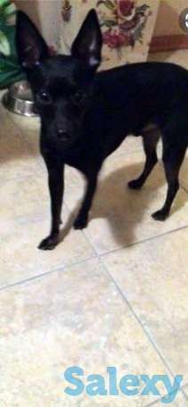 Карликовый пинчер, фотография 1