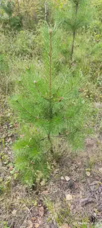 Туя выше 3 метров, сосна живая, берёза, ива, ольха, рябина, рассада., фотография 4