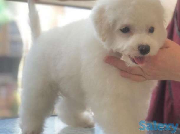 Бишон Фризе., фотография 6