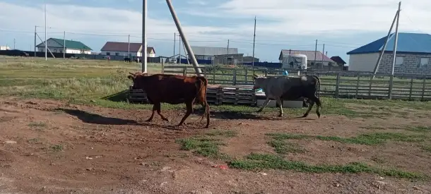 Продам 2 коровы с телятами. Можно без телят. Дойные коровы. Плохих прывычек нет. Умные, красивые, стройные коровы, фотография 5