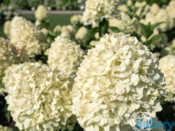 Гортензия коттон крем, фотография 1