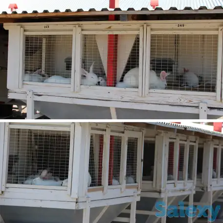 Комплекс оборудования по выращиванию кроликов, переработке продукции кролиководства, фотография 1