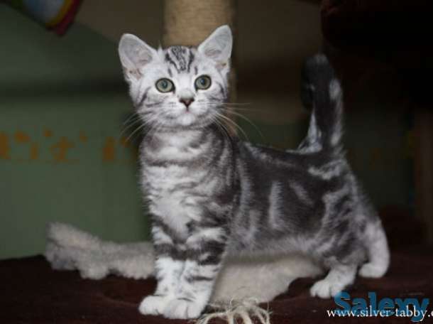 Самые трогательные бенгальские котята, фотография 4