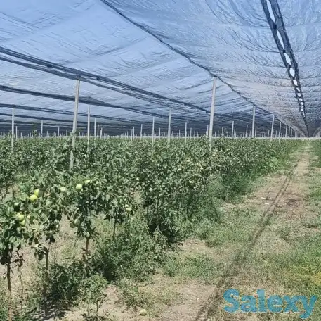 Плодоносящие интенсивный яблоневый и косточковый сады, фотография 6