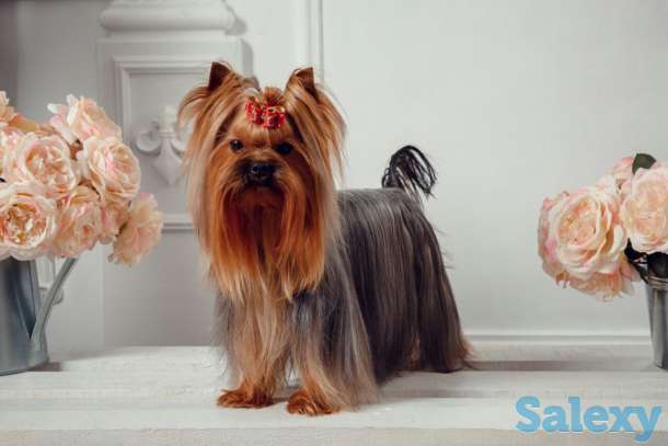 Щенки Йоркширского терьера, фотография 5