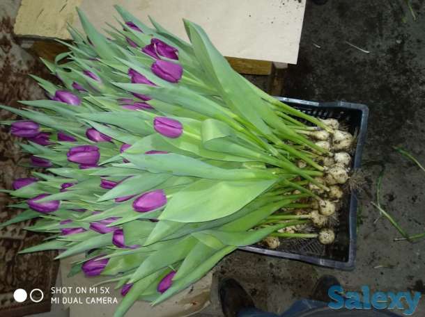 Тюльпаны оптом к 8 марта, фотография 5